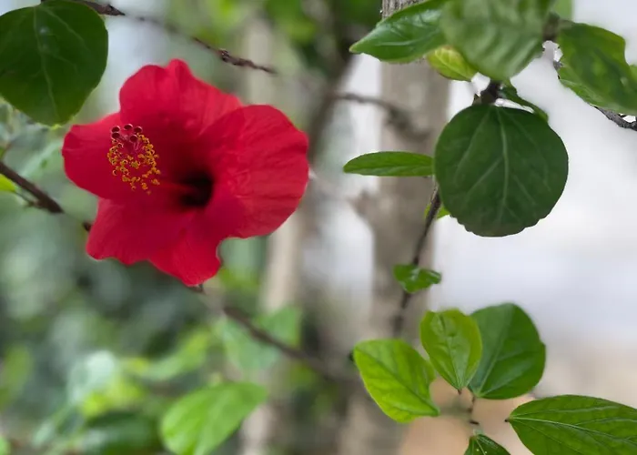 Holiday home Steno Amoudi